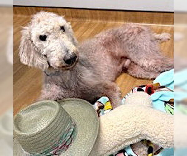 Medium Photo #4 Poodle (Standard) Puppy For Sale in Mount Airy, NC, USA