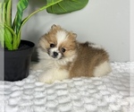 Small #1 Pomeranian