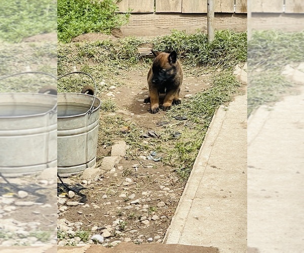 Medium Photo #14 Belgian Malinois Puppy For Sale in GARDENA, CA, USA
