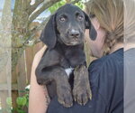 Small #3 Coonhound Mix