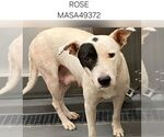 Small #1 American Pit Bull Terrier