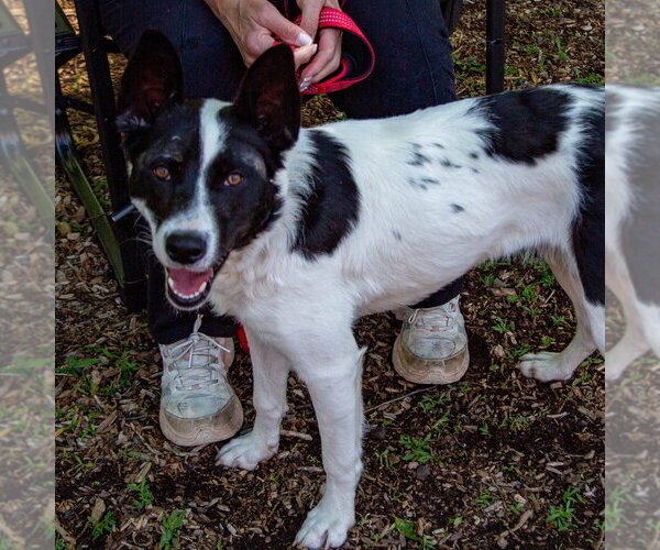 Medium Photo #16 Border Collie-Unknown Mix Puppy For Sale in Canton, CT, USA