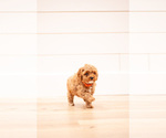 Small #5 Poodle (Miniature)