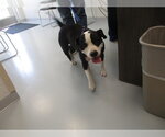 A392699 - Female American Pit Bull Terrier-Unknown Mix Dog for Adoption - Small photo