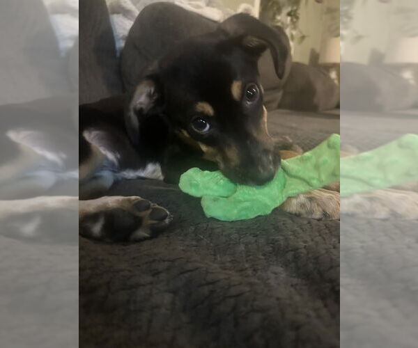 Medium Photo #2 Labrador Retriever-Unknown Mix Puppy For Sale in Springdale, PA, USA