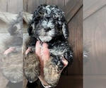 Puppy Puppy 1 Bernedoodle (Miniature)