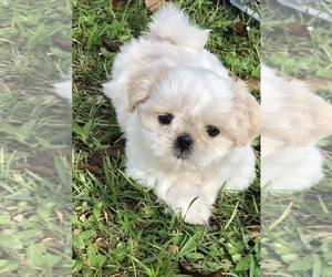 Shih Tzu Puppy for sale in MILTON, FL, USA