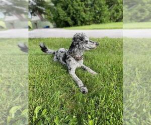 Father of the Aussiedoodle puppies born on 04/21/2026