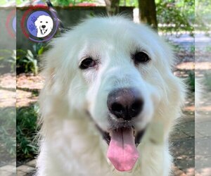 Great Pyrenees Dogs for adoption in Spring, TX, USA