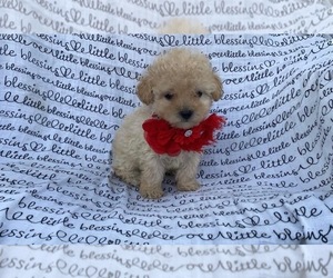 Poodle (Toy) Puppy for sale in ELIZABETHTOWN, KY, USA
