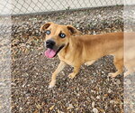 Small #5 Mountain Cur Mix