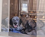 Small #2 Coonhound Mix