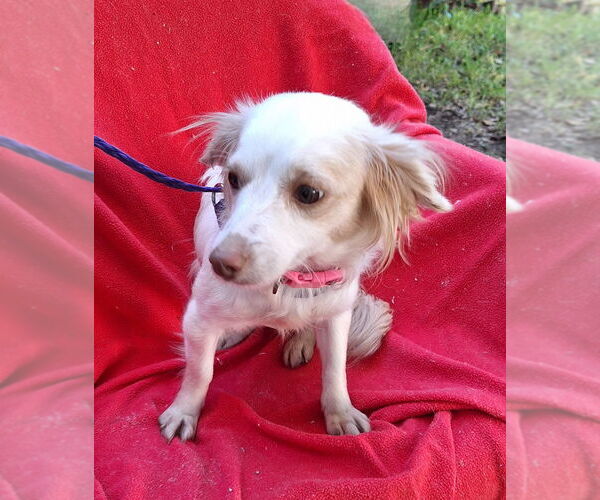 Medium Photo #2 Dachshund-Unknown Mix Puppy For Sale in Missouri City, TX, USA