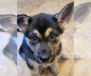 German Shepherd Dog-Siberian Husky Mix Puppy for sale in HAVELOCK, NC, USA
