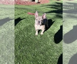 Small Photo #2 French Bulldog Puppy For Sale in FAIRFIELD, CA, USA
