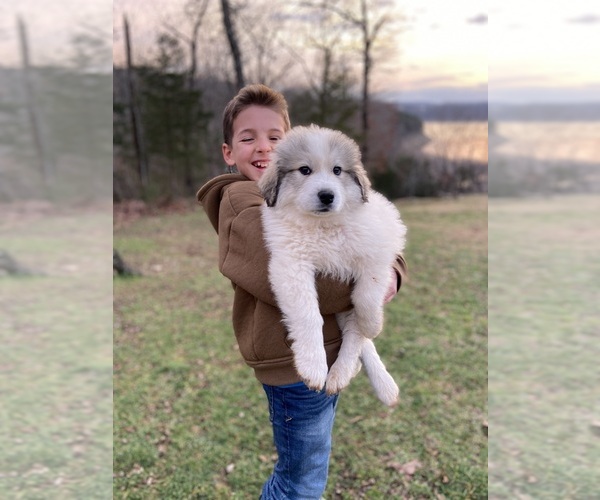 Medium Photo #6 Great Pyrenees Puppy For Sale in KIRBYVILLE, MO, USA