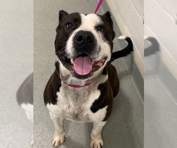 Medium Photo #1 American Bulldog Puppy For Sale in Fayetteville, NC, USA