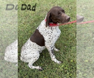 Mother of the German Shorthaired Pointer puppies born on 06/26/2021