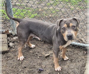 Mutt Dogs for adoption in Decatur, IL, USA