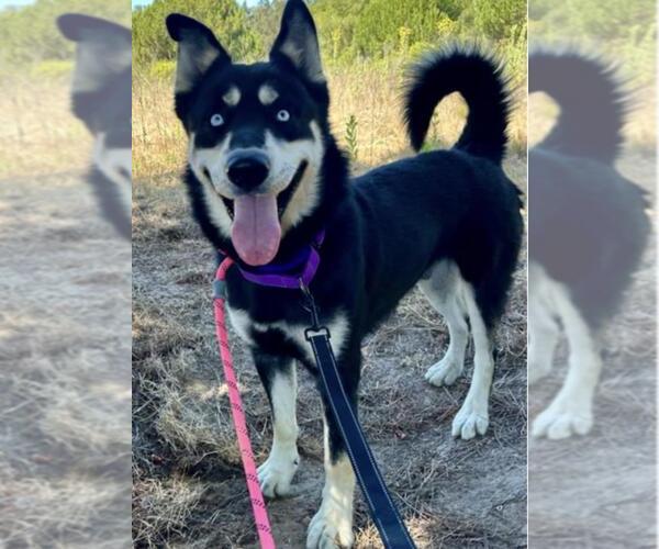 Medium Photo #2 German Shepherd Dog-Huskies  Mix Puppy For Sale in Santa Barbara, CA, USA