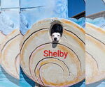 Small #6 American Staffordshire Terrier Mix