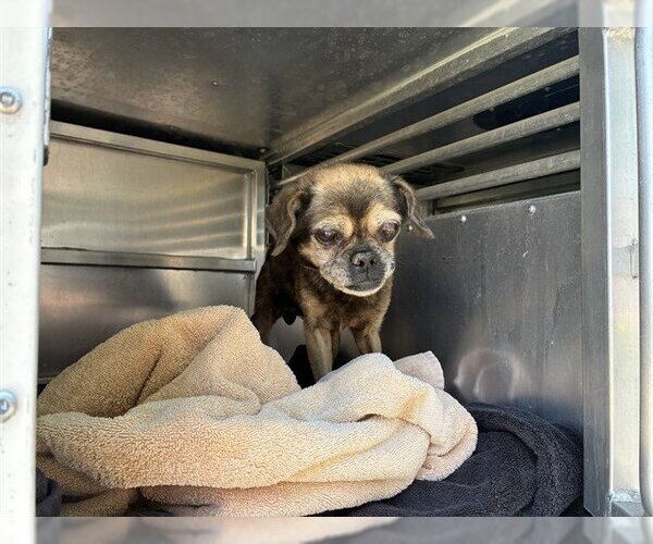 Medium Photo #1 Pug-Unknown Mix Puppy For Sale in Rancho Cucamonga, CA, USA