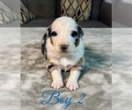 Small Photo #22 Australian Shepherd Puppy For Sale in SALISBURY, NC, USA