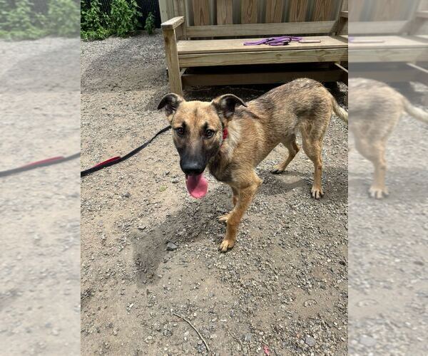 Medium Photo #2 Mutt Puppy For Sale in Elmsford, NY, USA