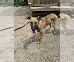 Small #1 Mutt