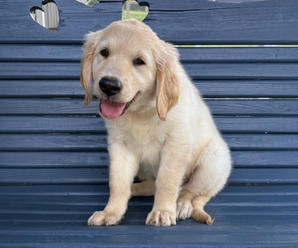 Medium Photo #1 Golden Retriever Puppy For Sale in CUB RUN, KY, USA