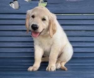 Golden Retriever Puppy for sale in CUB RUN, KY, USA
