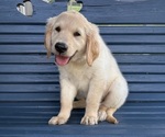 Image preview for Ad Listing. Nickname: Daisy
