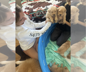 English Cream Golden Retriever Puppy for sale in PORT CHARLOTTE, FL, USA
