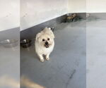 Small #1 Maltese Mix