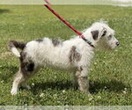 Small #1 Mutt
