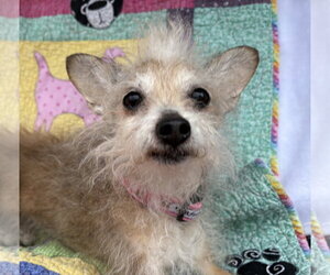 Mutt Dogs for adoption in Wheaton, IL, USA