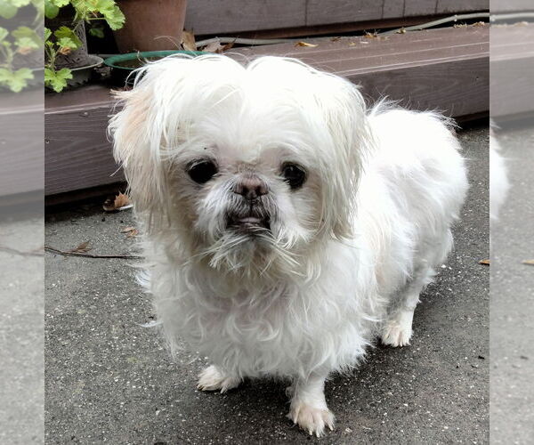 Medium Photo #1 Shih Tzu-Unknown Mix Puppy For Sale in Chico, CA, USA