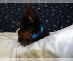 Small Photo #45 Yorkshire Terrier Puppy For Sale in PATERSON, NJ, USA