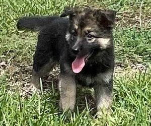 German Shepherd Dog Puppy for sale in CORAL SPRINGS, FL, USA