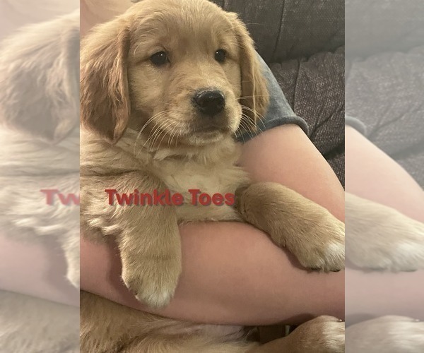 Medium Photo #1 Golden Retriever Puppy For Sale in BURNS, KS, USA