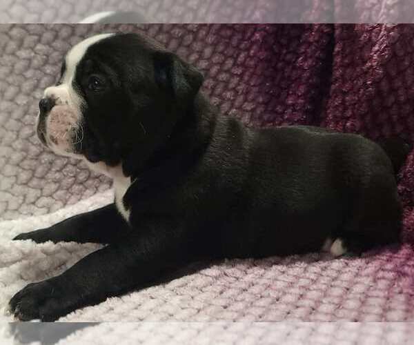 Medium Photo #2 Olde English Bulldogge Puppy For Sale in ATHOL, ID, USA