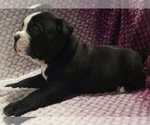 Small #1 Olde English Bulldogge