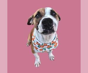 Boxer-Unknown Mix Dogs for adoption in Bakersfield, CA, USA