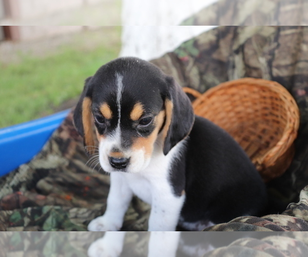 Medium Photo #3 Beagle Puppy For Sale in SHILOH, OH, USA