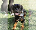 Small #3 Rottweiler