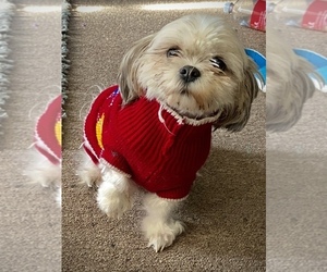 Shih Tzu Dog for Adoption in HAMDEN, Connecticut USA