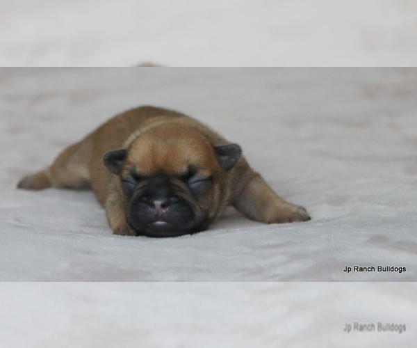 Medium Photo #13 French Bulldog Puppy For Sale in WINNSBORO, TX, USA