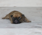 Small Photo #13 French Bulldog Puppy For Sale in WINNSBORO, TX, USA