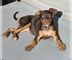 Small #2 Doberman Pinscher Mix