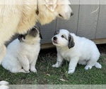 Small Photo #13 Great Pyrenees Puppy For Sale in RUTHERFORDTON, NC, USA
